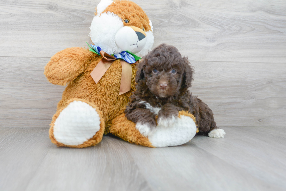 Mini Portidoodle Puppy for Adoption