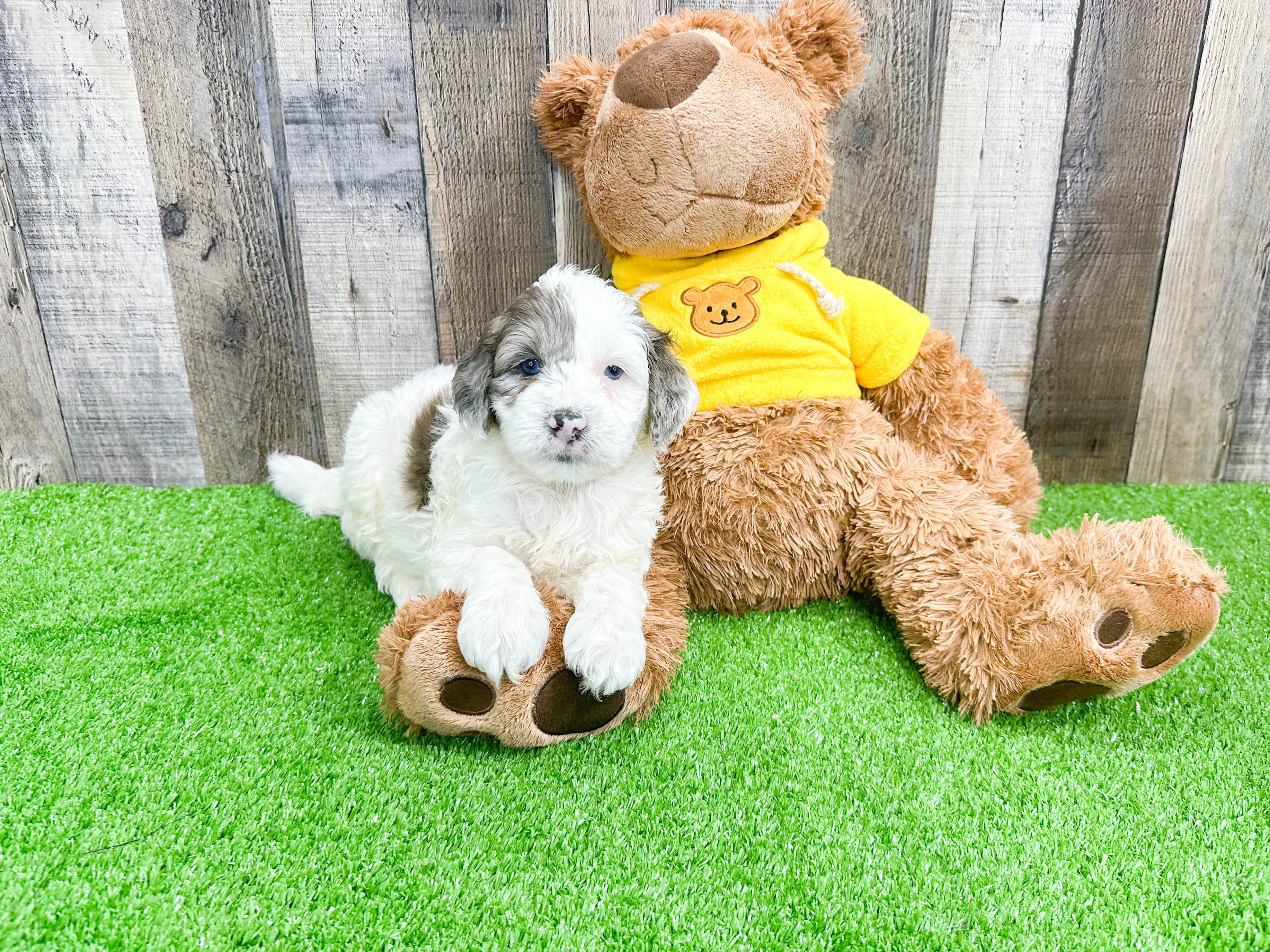 Smart Mini Portidoodle Poodle Mix Pup