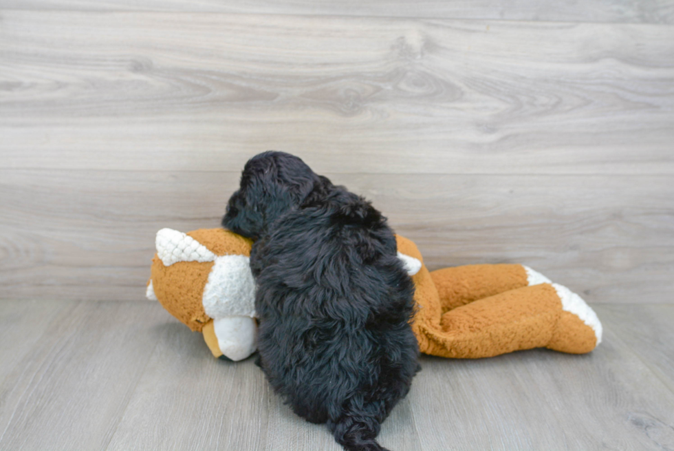 Hypoallergenic Portuguese Water Dog Poodle Mix Puppy