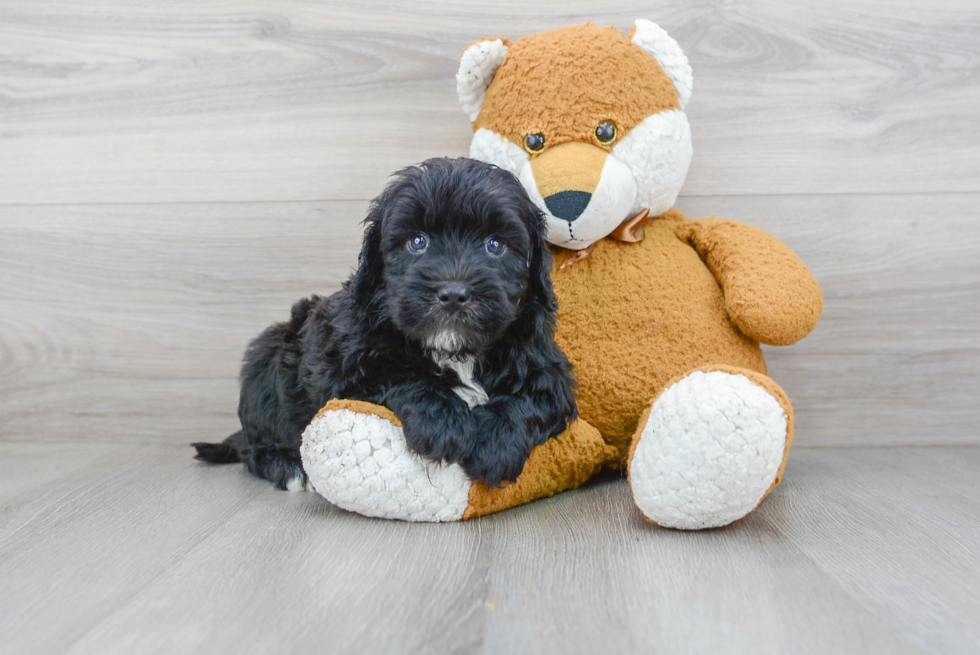 Funny Mini Portidoodle Poodle Mix Pup