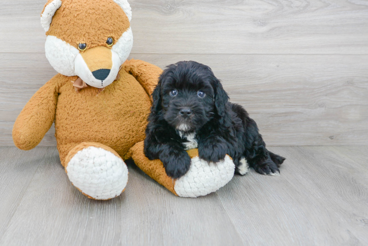 Fluffy Mini Portidoodle Poodle Mix Pup