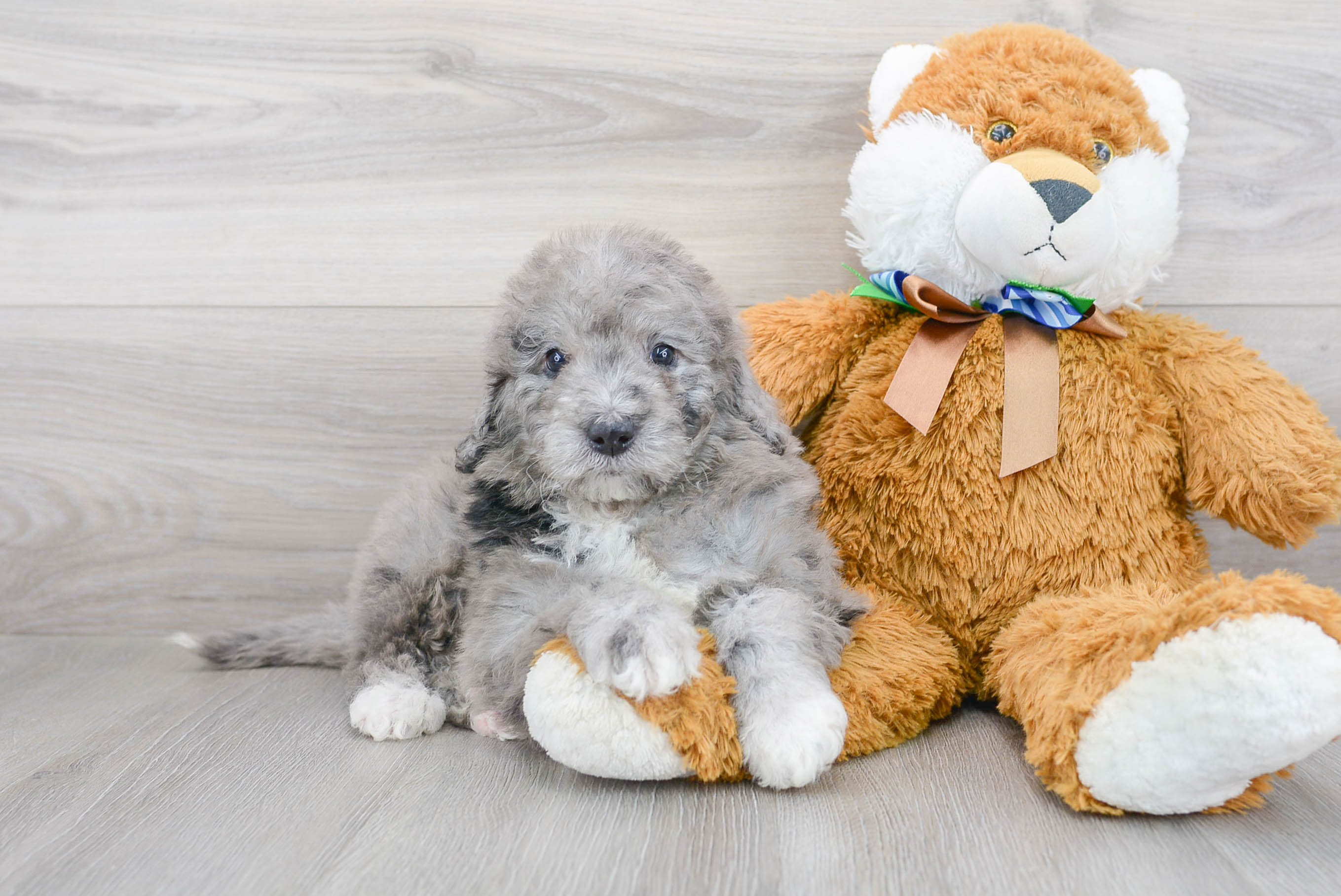 Petite Mini Portidoodle Poodle Mix Pup