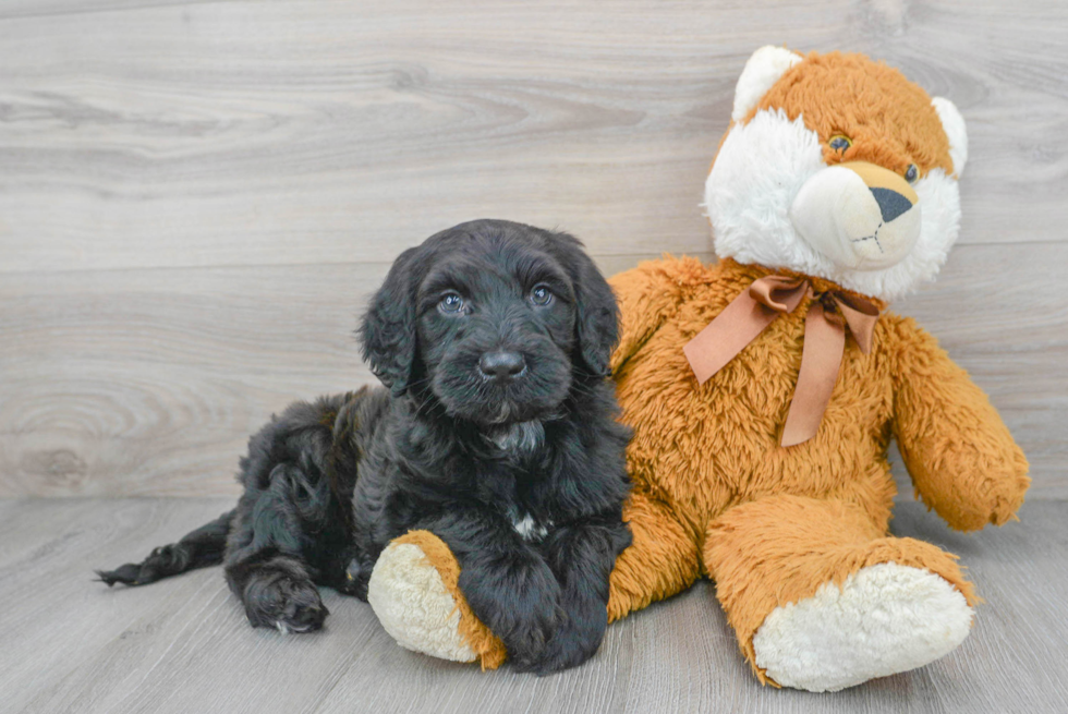 Fluffy Mini Portidoodle Poodle Mix Pup