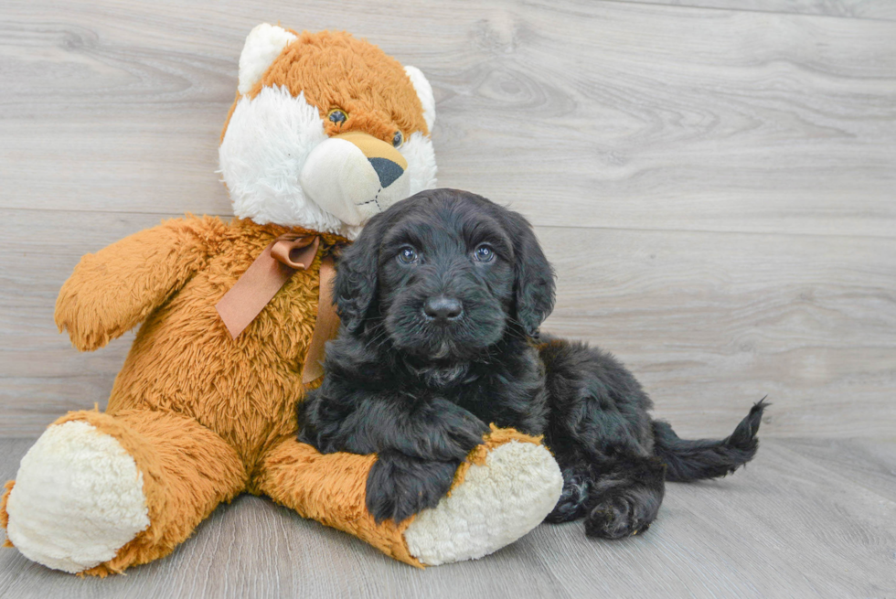 Energetic Portuguese Water Dog Poodle Mix Puppy