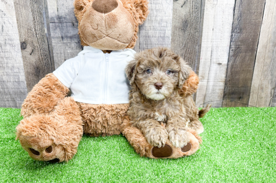 Friendly Mini Portidoodle Baby