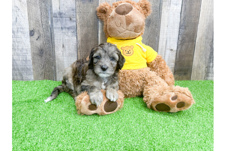 Popular Mini Portidoodle Poodle Mix Pup