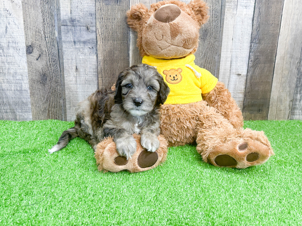 Popular Mini Portidoodle Poodle Mix Pup