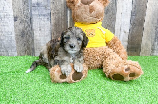 Popular Mini Portidoodle Poodle Mix Pup