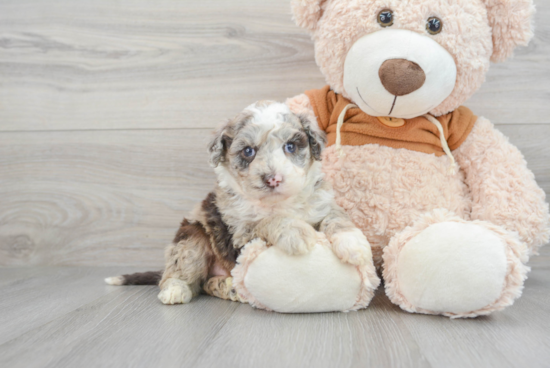 Little Portuguese Water Dog Poodle Mix Puppy