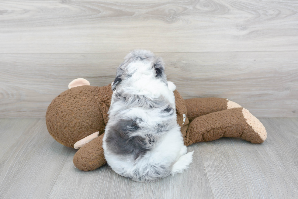 Best Mini Portidoodle Baby