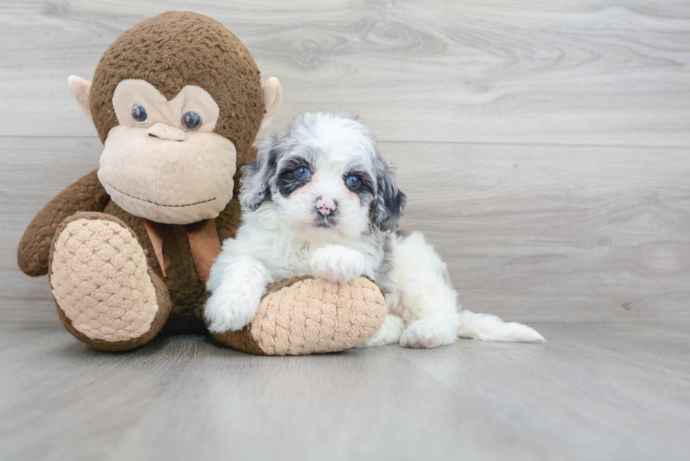 Small Mini Portidoodle Baby