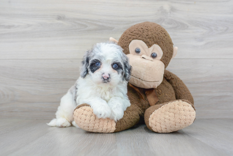 Mini Portidoodle Puppy for Adoption