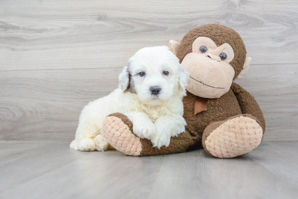 Playful Portuguese Water Dog Poodle Mix Puppy