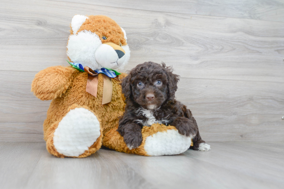 Sweet Mini Portidoodle Baby