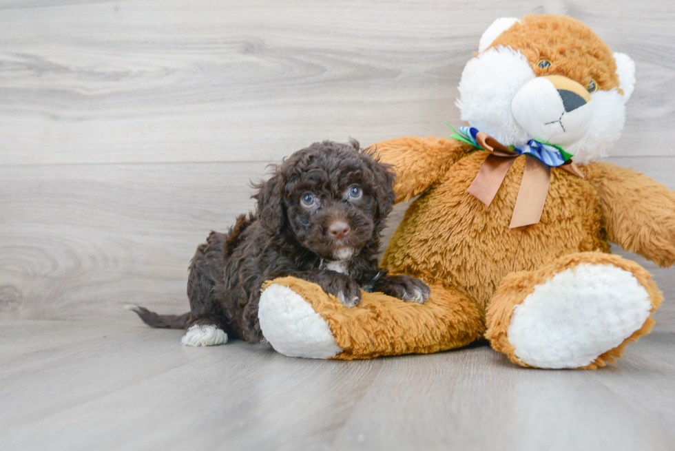 Best Mini Portidoodle Baby