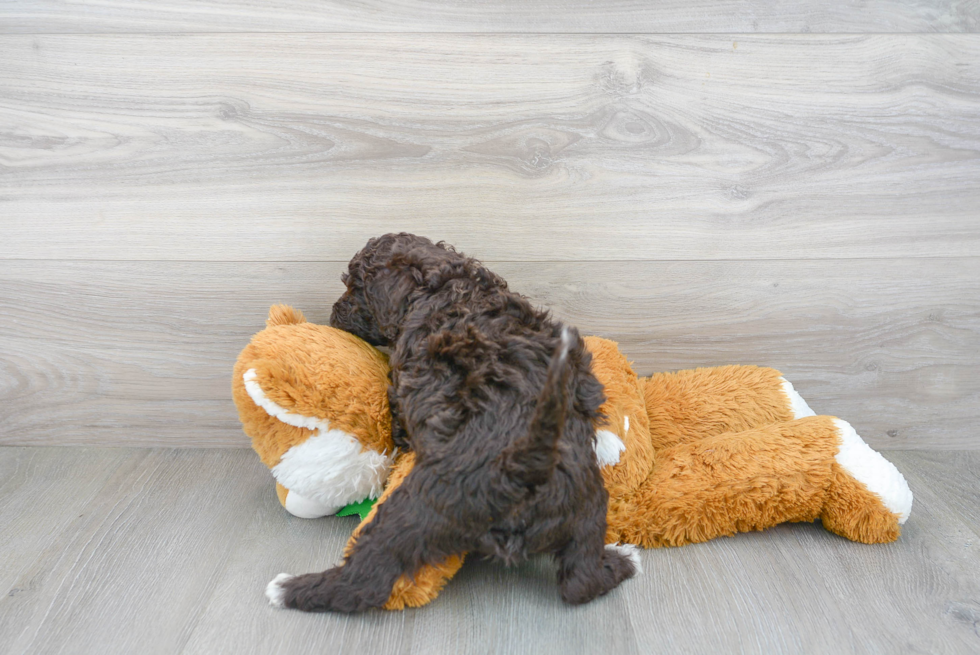 Best Mini Portidoodle Baby