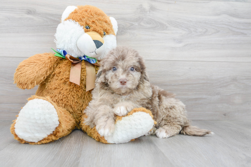 Mini Portidoodle Pup Being Cute