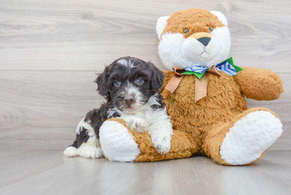 Hypoallergenic Portuguese Water Dog Poodle Mix Puppy