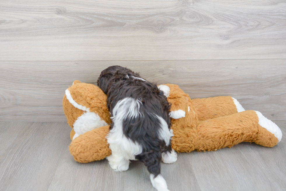 Playful Portuguese Water Dog Poodle Mix Puppy