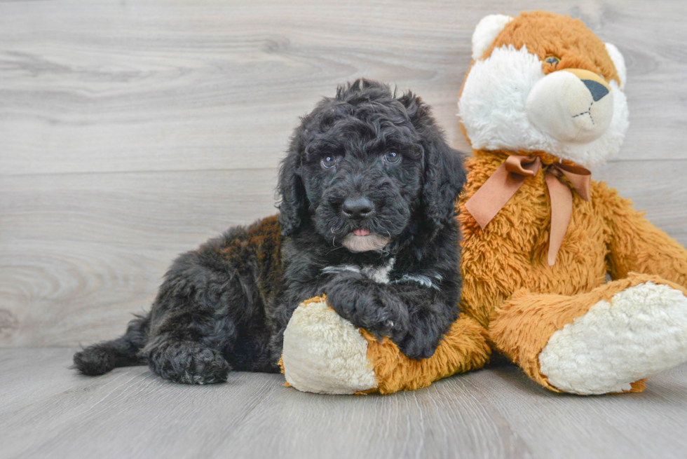 Mini Portidoodle Pup Being Cute