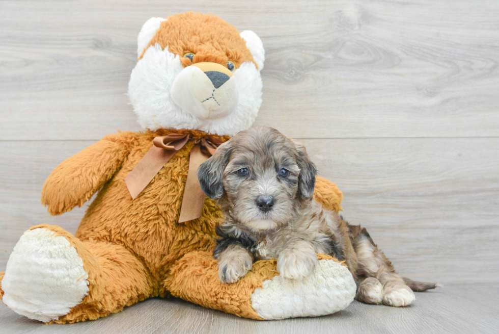 Hypoallergenic Portuguese Water Dog Poodle Mix Puppy