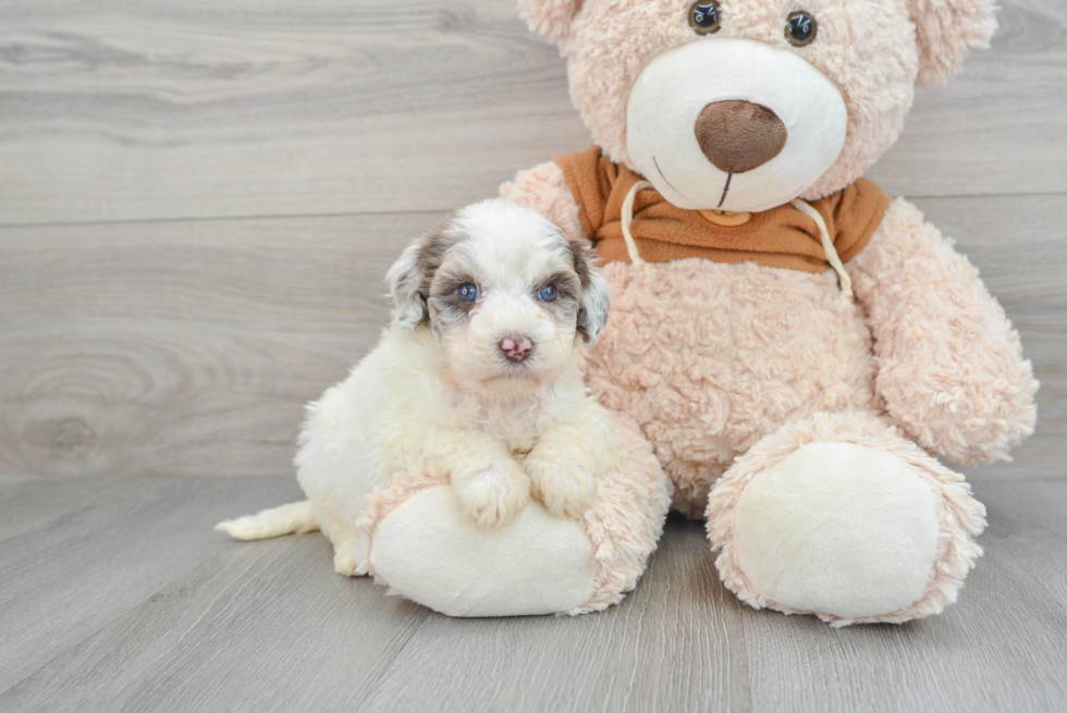 Mini Portidoodle Pup Being Cute