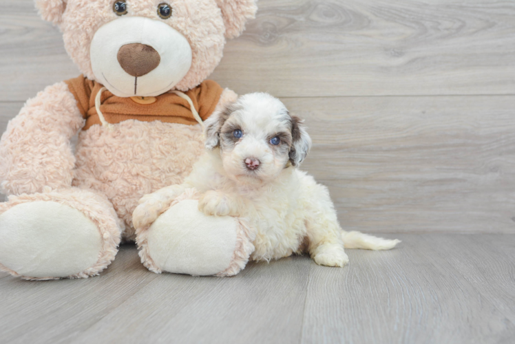 Energetic Portuguese Water Dog Poodle Mix Puppy