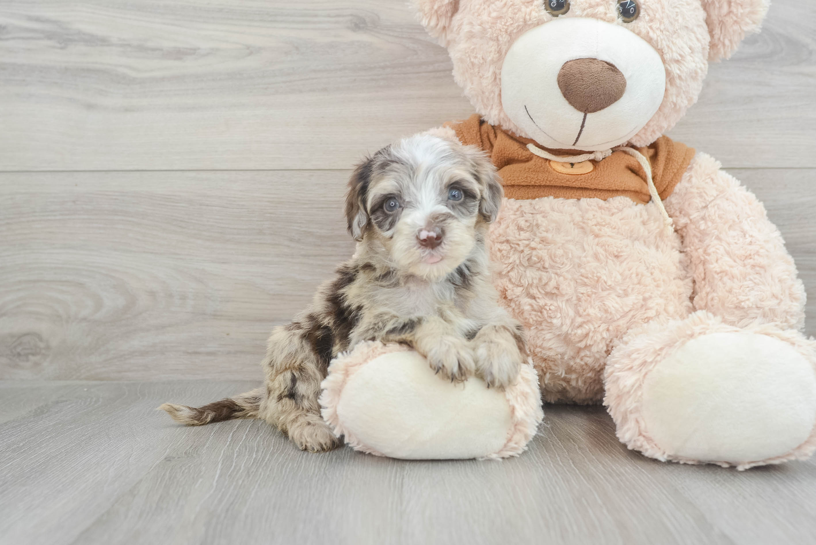 Friendly Mini Portidoodle Baby