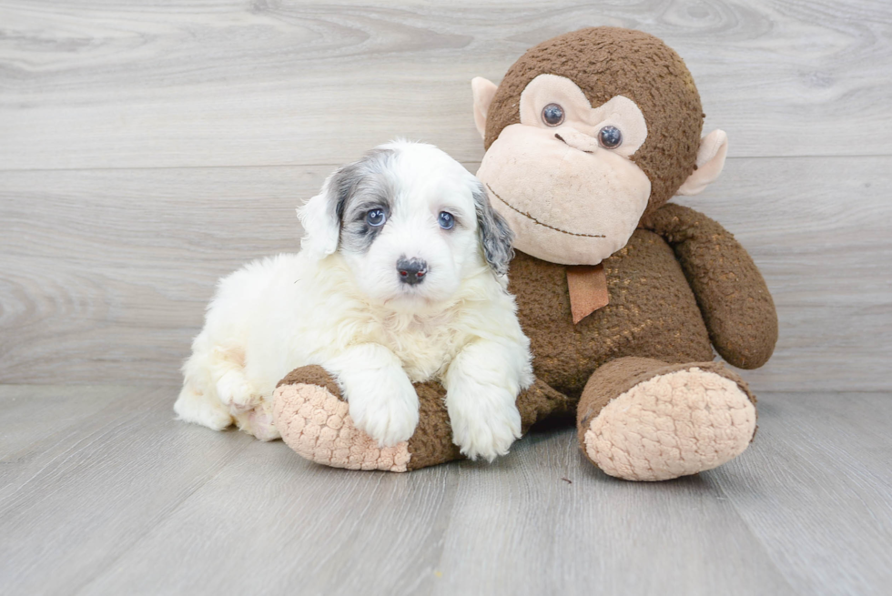 Playful Portuguese Water Dog Poodle Mix Puppy