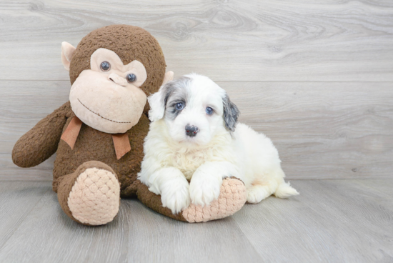 Smart Mini Portidoodle Poodle Mix Pup