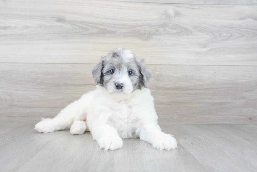 Little Portuguese Water Dog Poodle Mix Puppy