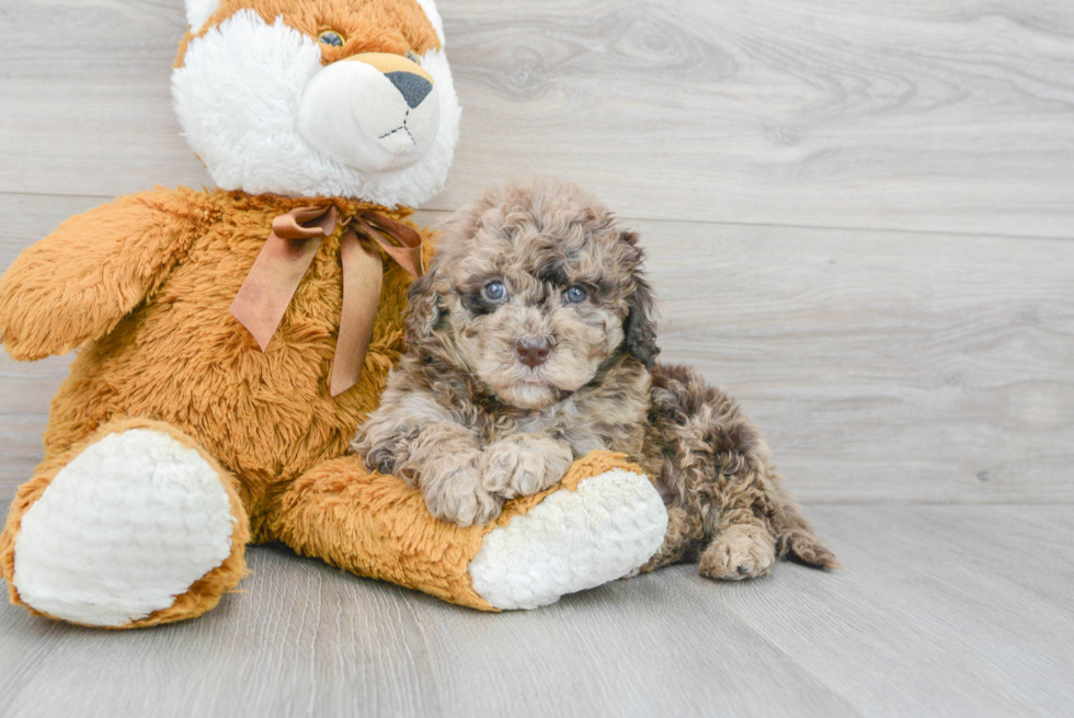 Mini Portidoodle Puppy for Adoption
