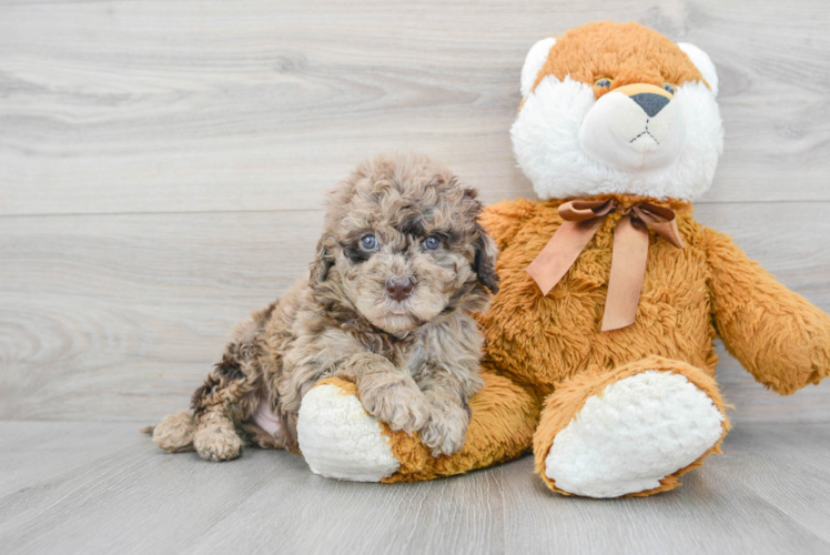 Friendly Mini Portidoodle Baby