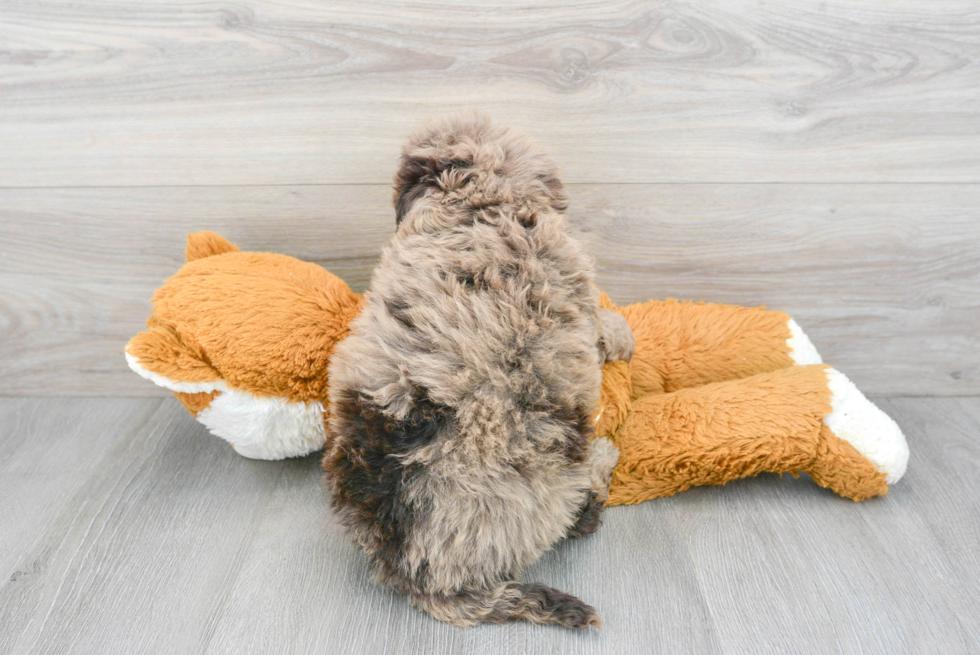 Mini Portidoodle Puppy for Adoption