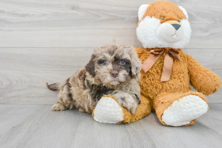 Best Mini Portidoodle Baby