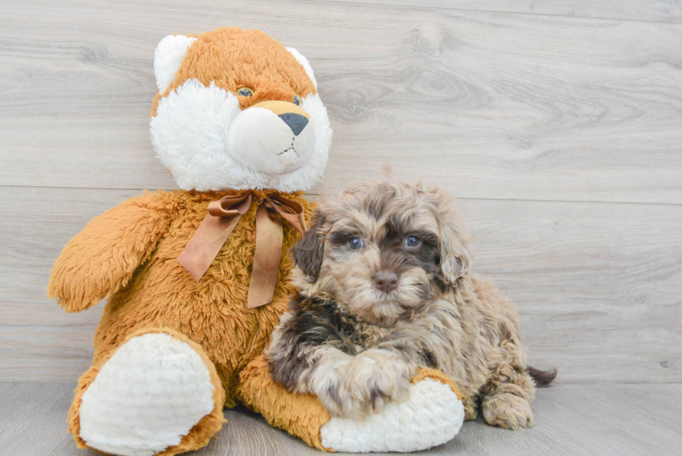 Mini Portidoodle Puppy for Adoption