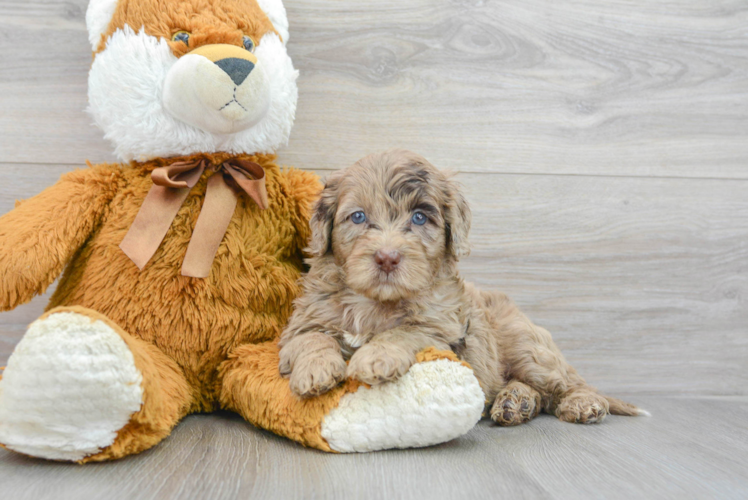 Petite Mini Portidoodle Poodle Mix Pup