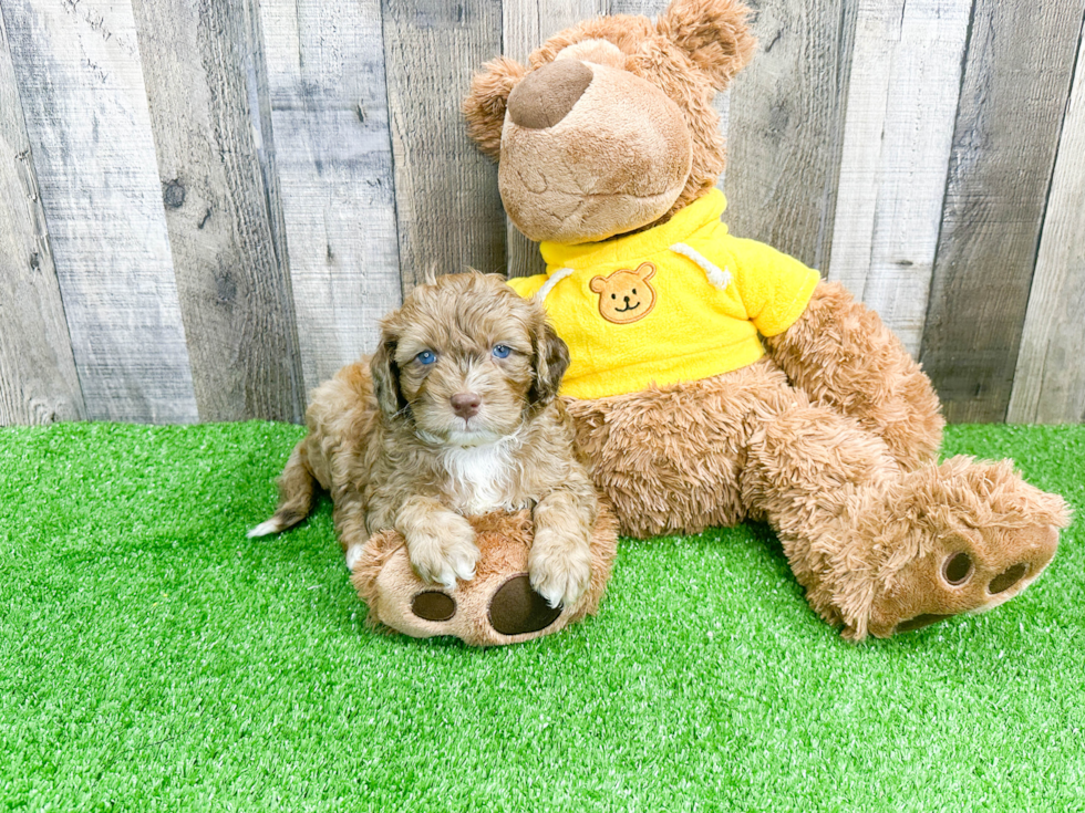 Smart Mini Portidoodle Poodle Mix Pup