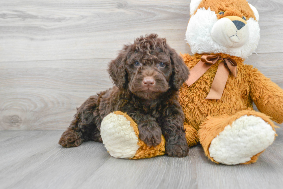 Mini Portidoodle Puppy for Adoption