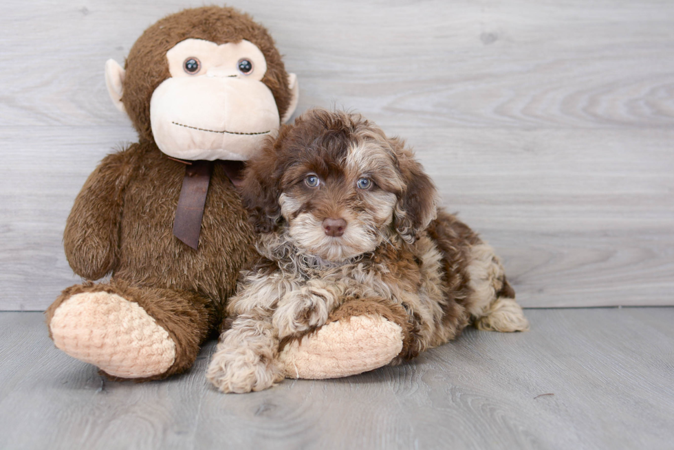 Little Portuguese Water Dog Poodle Mix Puppy