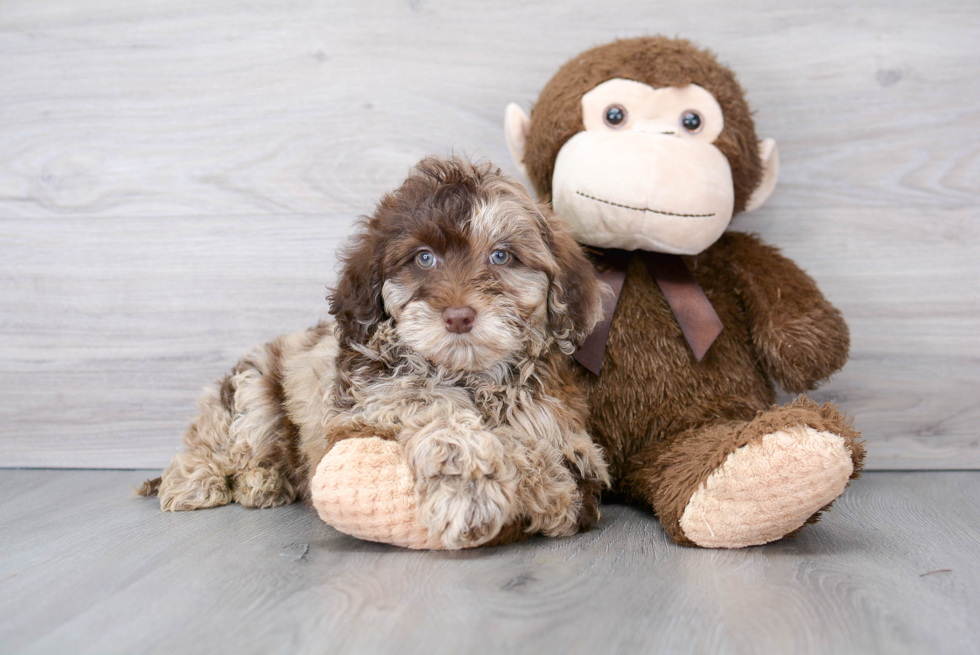 Friendly Mini Portidoodle Baby