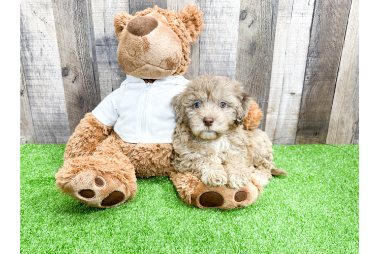 Hypoallergenic Portuguese Water Dog Poodle Mix Puppy