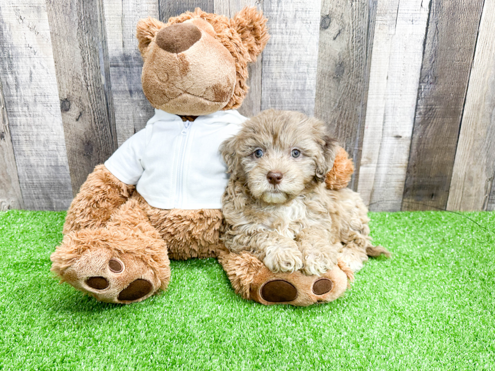 Hypoallergenic Portuguese Water Dog Poodle Mix Puppy