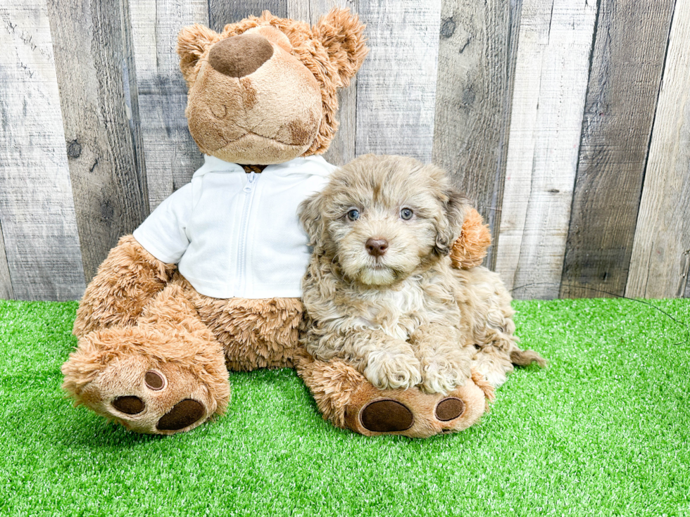 Mini Portidoodle Puppy for Adoption