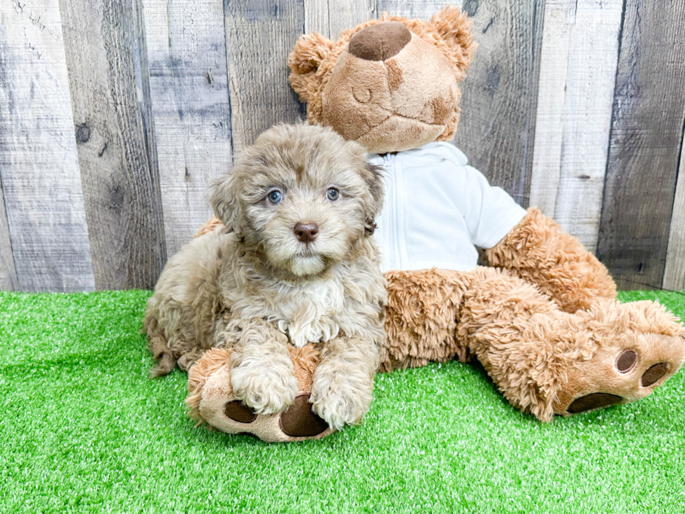 Petite Mini Portidoodle Poodle Mix Pup