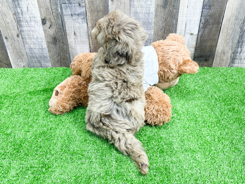 Best Mini Portidoodle Baby