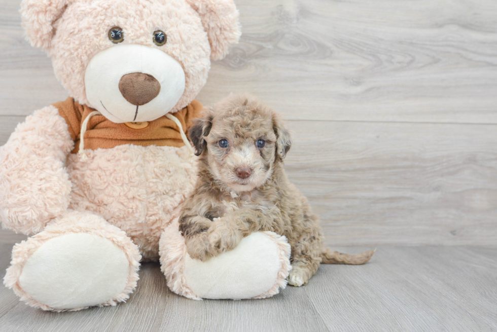 Funny Mini Portidoodle Poodle Mix Pup