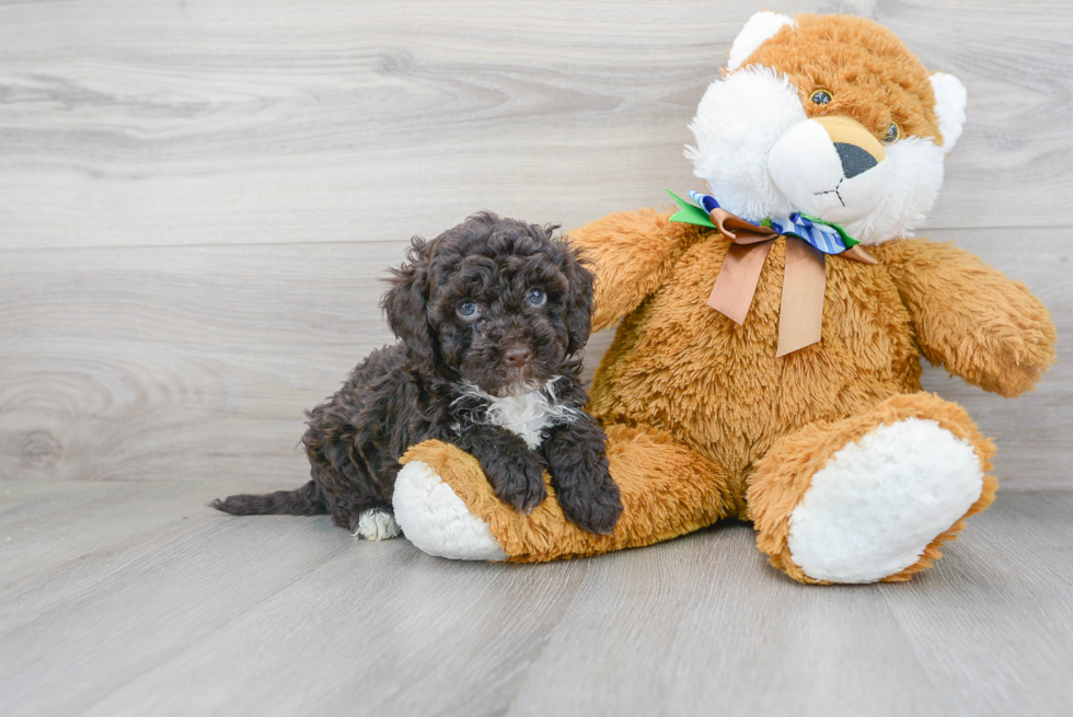 Mini Portidoodle Pup Being Cute