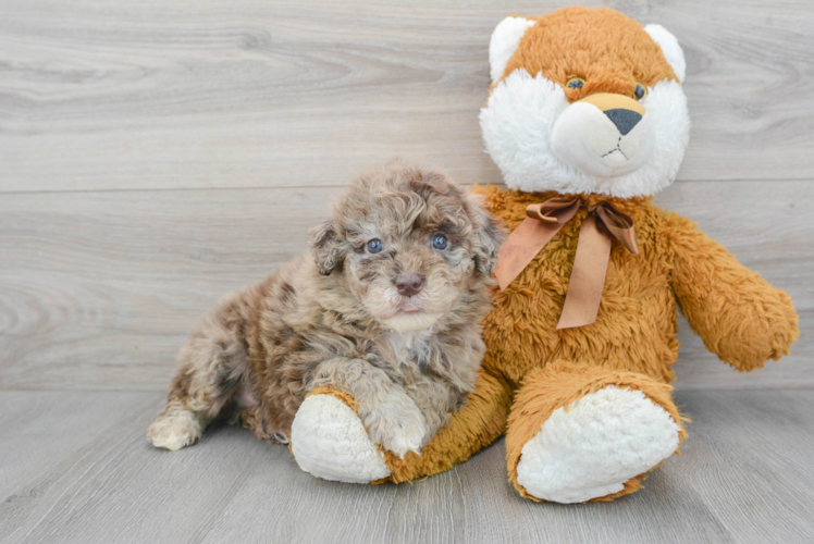Mini Portidoodle Puppy for Adoption