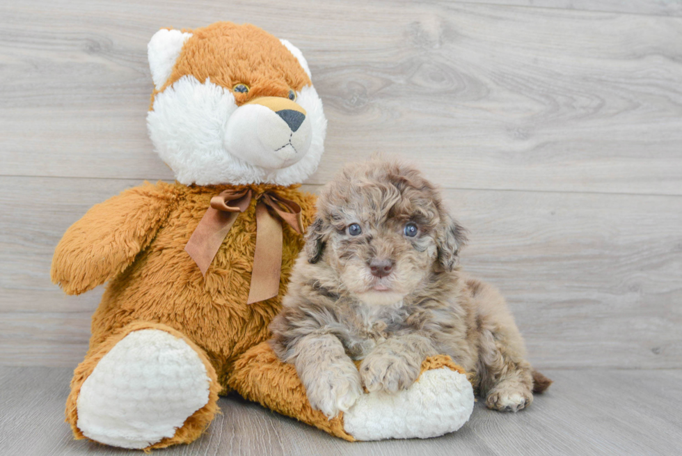 Popular Mini Portidoodle Poodle Mix Pup